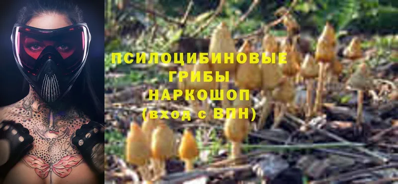 Псилоцибиновые грибы Psilocybe  купить наркотики цена  Гусь-Хрустальный 